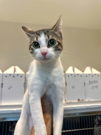 Tom