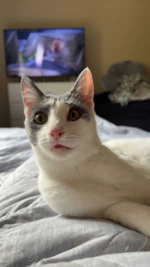 This 10-month-old girl is full of playful energy Ivy absolutely loves chasing laser pointers and ri