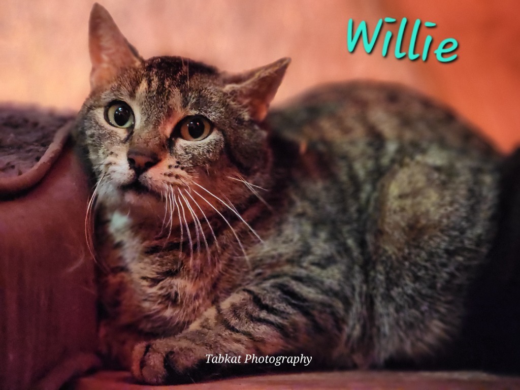 Willie