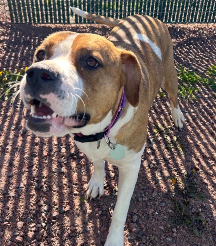 Dora, an adoptable Great Dane, Staffordshire Bull Terrier in Ashland, WI, 54806 | Photo Image 1