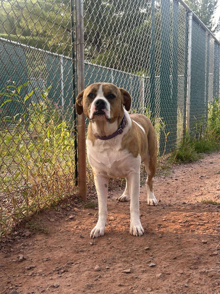 Dora, an adoptable Great Dane, Staffordshire Bull Terrier in Ashland, WI, 54806 | Photo Image 1