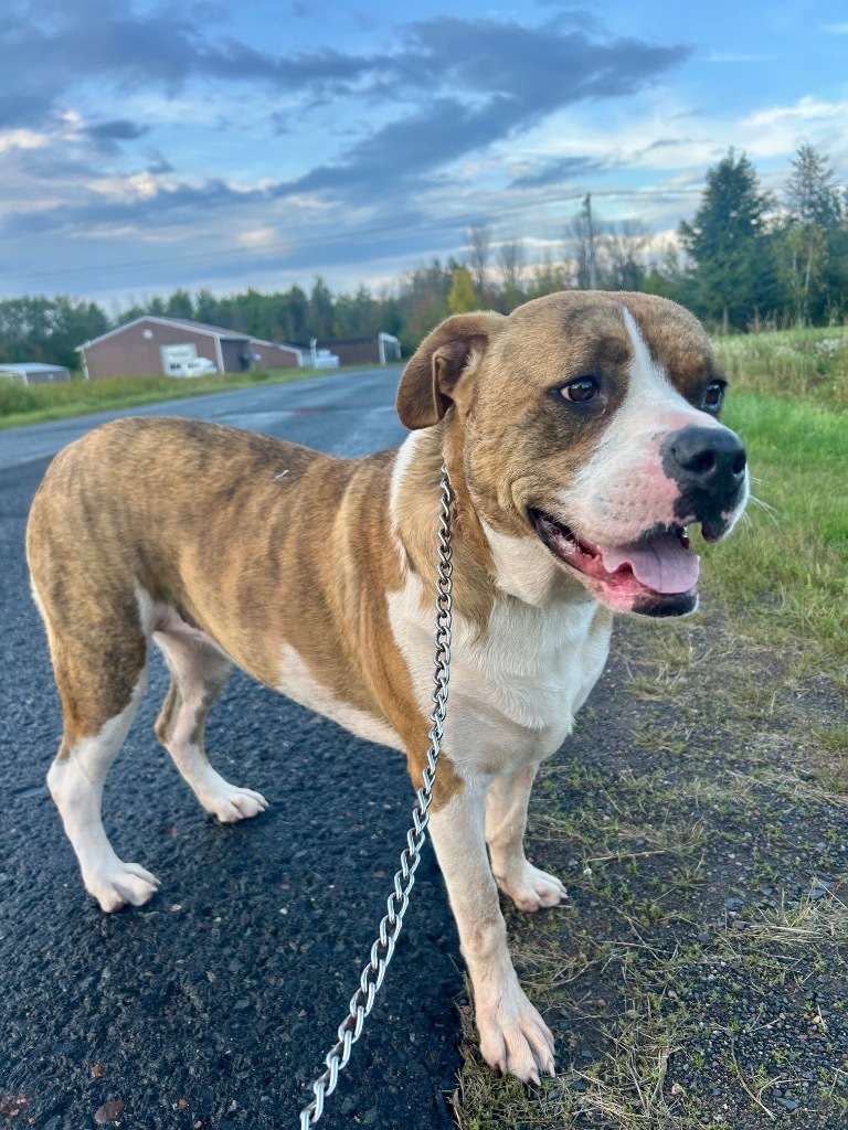 Dora, an adoptable Great Dane, Staffordshire Bull Terrier in Ashland, WI, 54806 | Photo Image 1