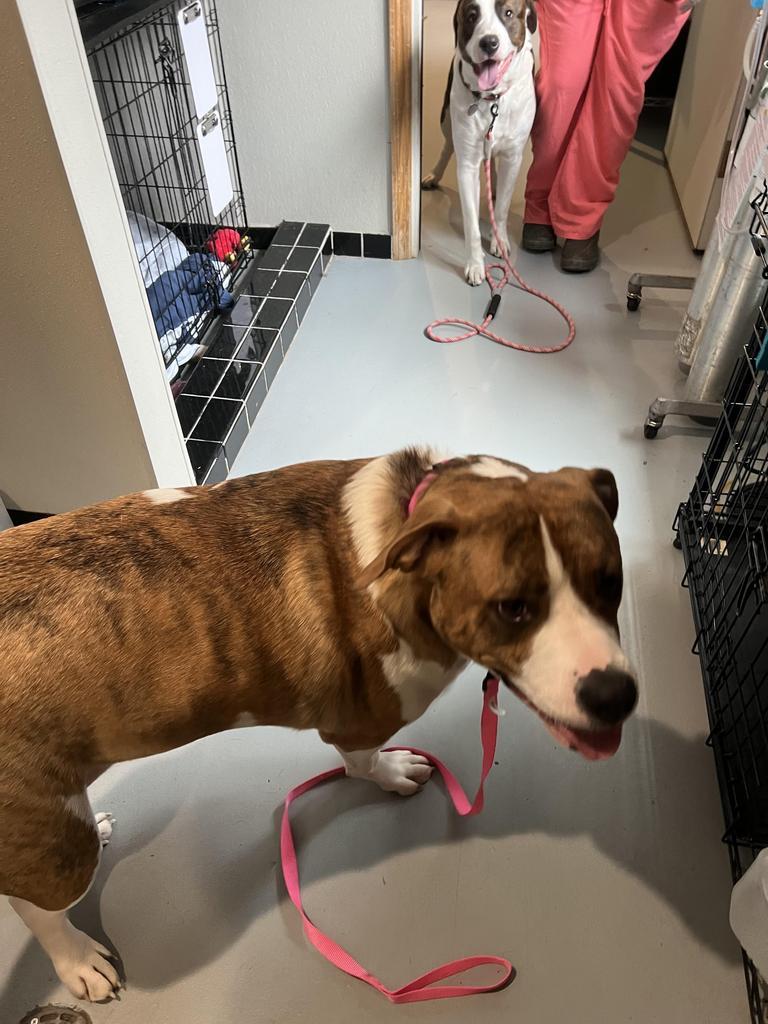 Dora, an adoptable Great Dane, Staffordshire Bull Terrier in Ashland, WI, 54806 | Photo Image 2