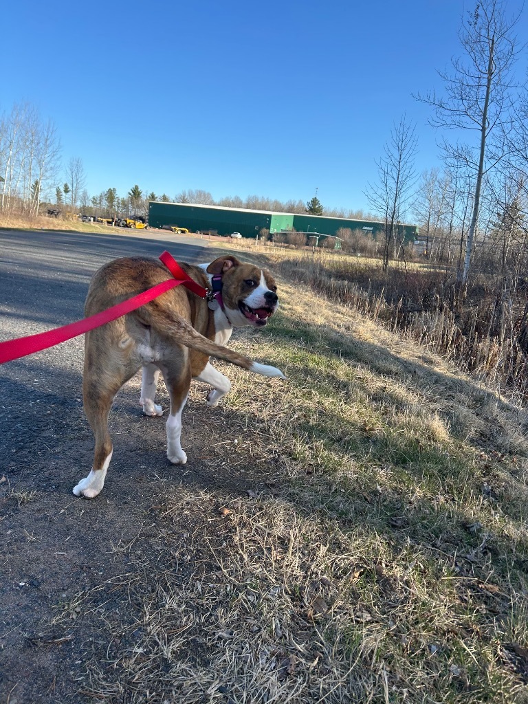 Dora, an adoptable Great Dane, Staffordshire Bull Terrier in Ashland, WI, 54806 | Photo Image 3