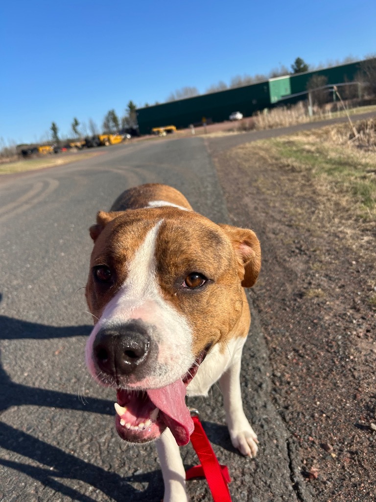 Dora, an adoptable Great Dane, Staffordshire Bull Terrier in Ashland, WI, 54806 | Photo Image 3