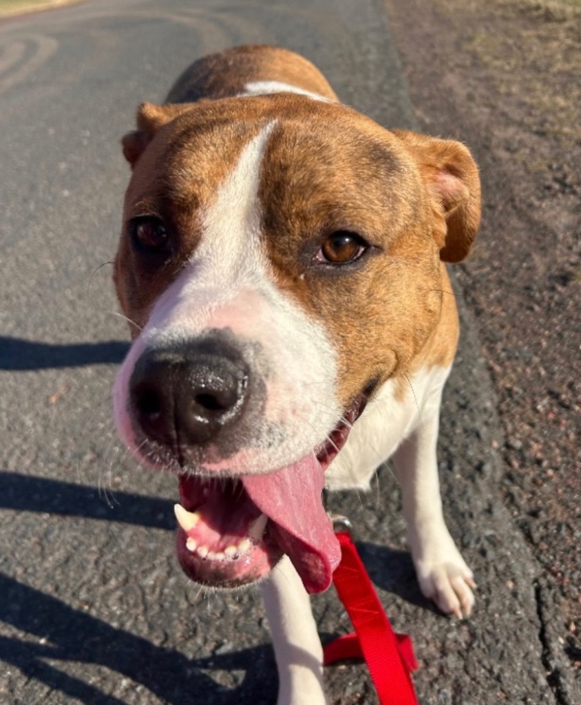 Dora, an adoptable Great Dane, Staffordshire Bull Terrier in Ashland, WI, 54806 | Photo Image 5