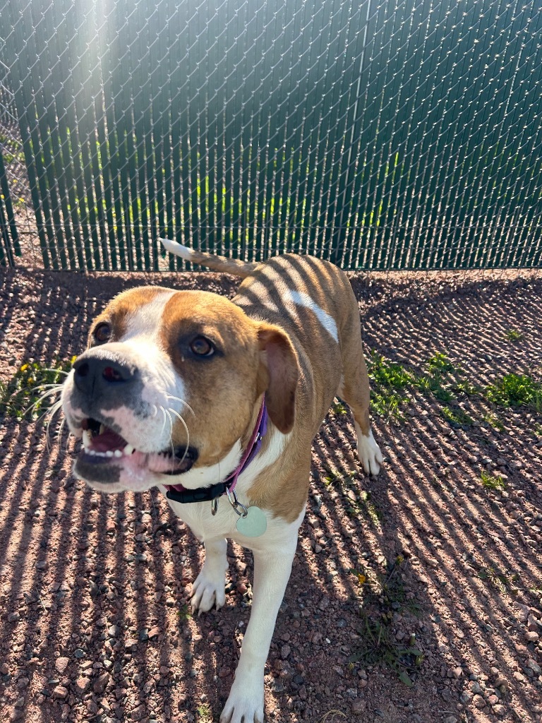 Dora, an adoptable Great Dane, Staffordshire Bull Terrier in Ashland, WI, 54806 | Photo Image 6