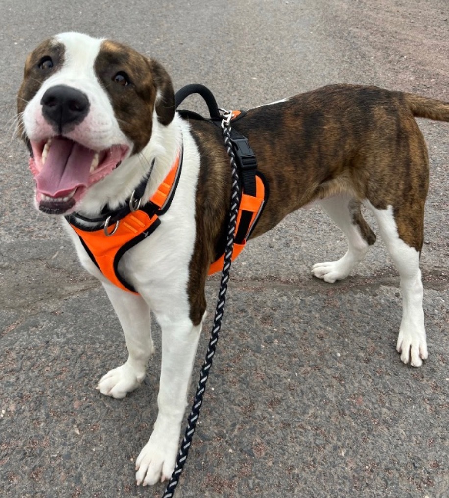 Barney, an adoptable Great Dane, Staffordshire Bull Terrier in Ashland, WI, 54806 | Photo Image 1
