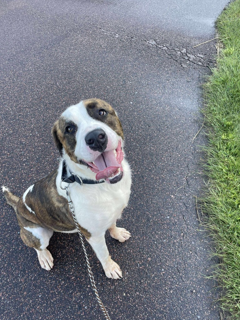 Barney, an adoptable American Bulldog, Great Dane in Ashland, WI, 54806 | Photo Image 1