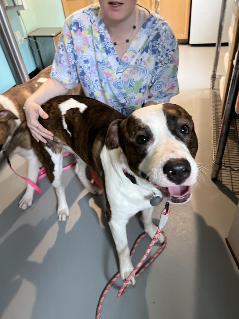 Barney, an adoptable Great Dane, Staffordshire Bull Terrier in Ashland, WI, 54806 | Photo Image 2
