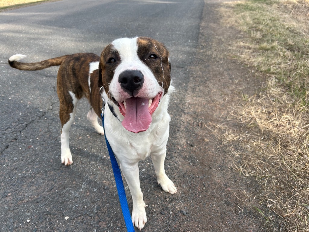 Barney, an adoptable Great Dane, Staffordshire Bull Terrier in Ashland, WI, 54806 | Photo Image 4