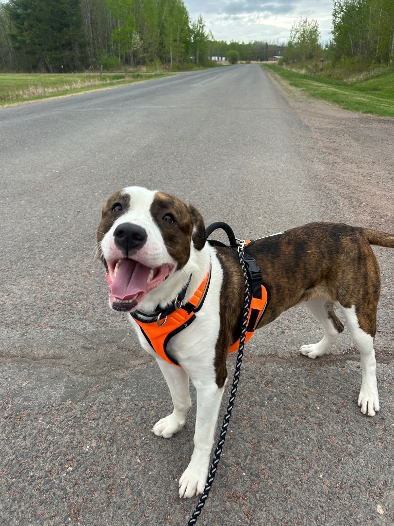 Barney, an adoptable Great Dane, Staffordshire Bull Terrier in Ashland, WI, 54806 | Photo Image 5