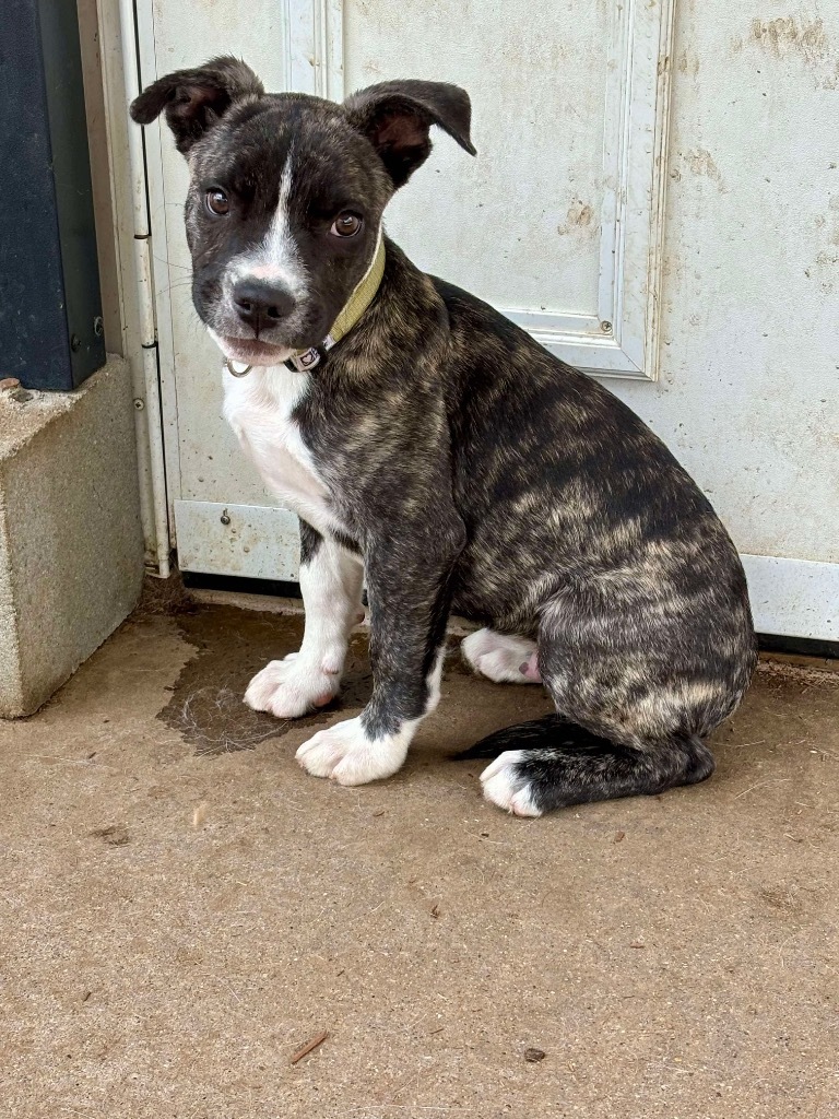Chunk