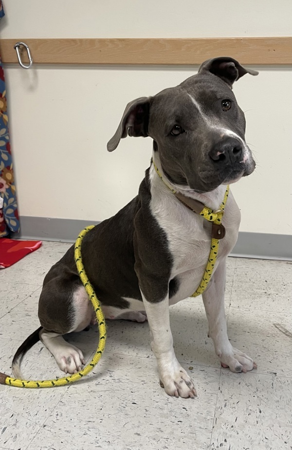 Pet Image