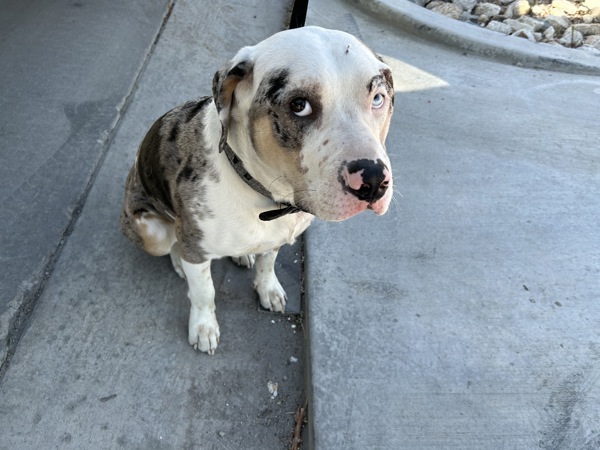 Pet Image