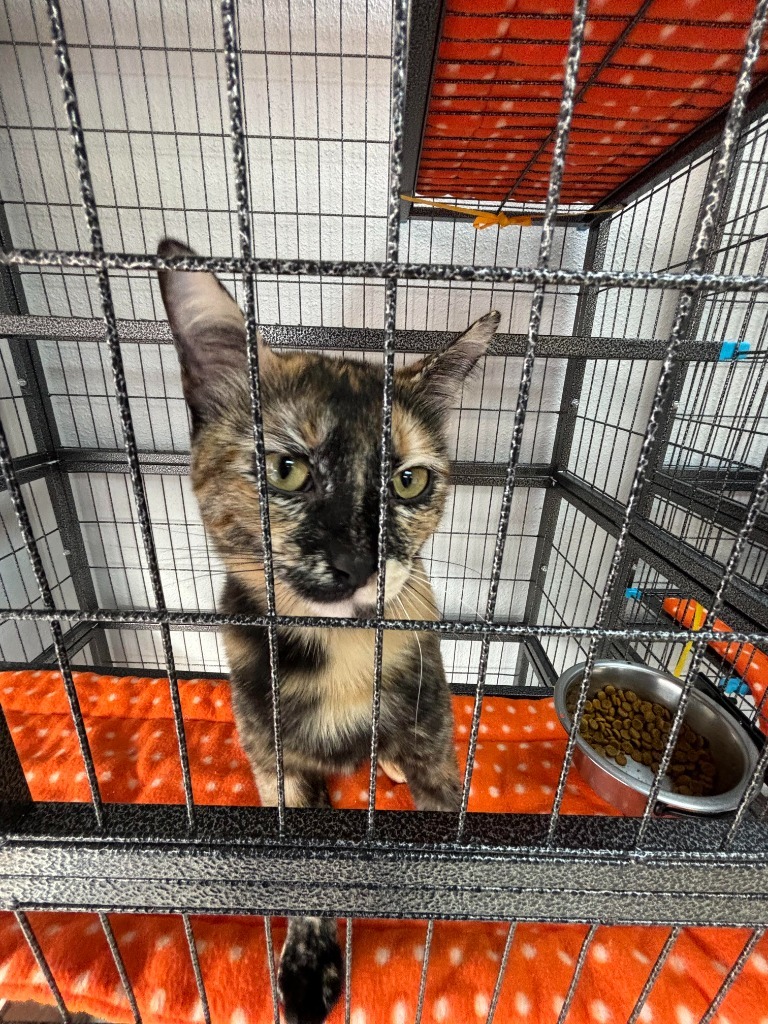Cali, an adoptable Domestic Short Hair in Midland, TX, 79707 | Photo Image 1