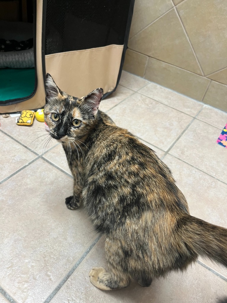 Cali, an adoptable Domestic Short Hair in Midland, TX, 79707 | Photo Image 2