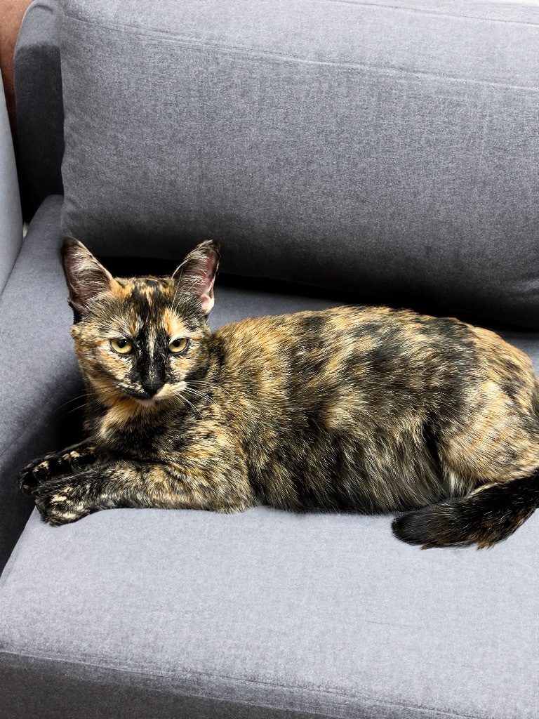 Cali, an adoptable Domestic Short Hair in Midland, TX, 79707 | Photo Image 3