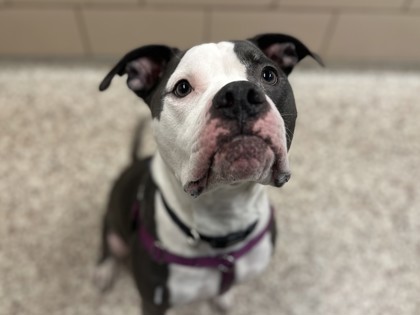 Duke