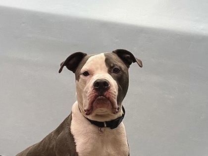 Duke