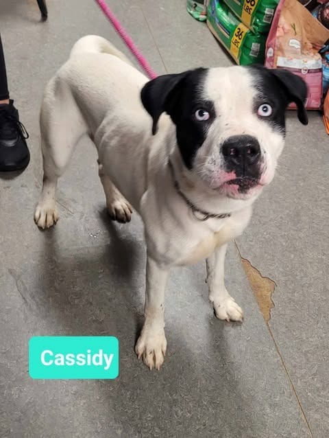 Cassidy