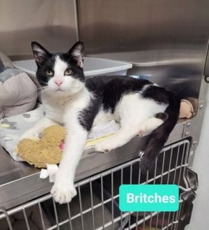 Britches
