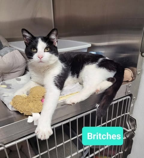 Britches 1