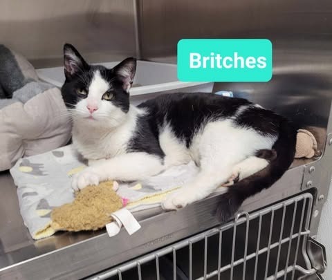 Britches 2