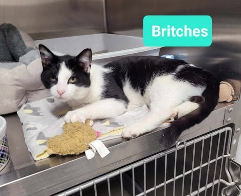 Britches 3