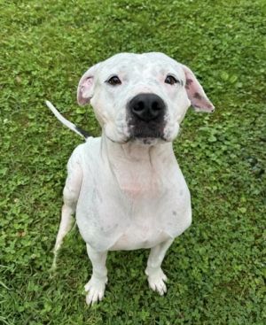 Meet Dyson the sweetest boy looking for his forever home This lovable pup is currently thriving in