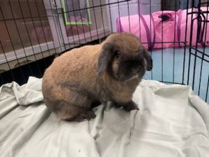 My foster wroteLuna is a sassy girl She likes to binky in the air and run around Ive seen her