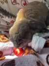 Luna photo 3