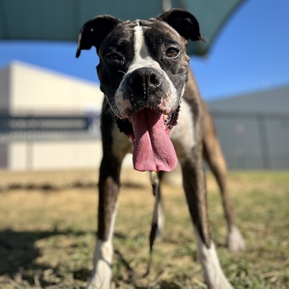 Ali