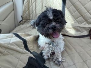 Meggy- IN FOSTER