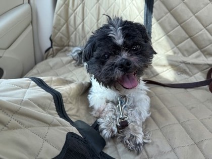 Meggy- IN FOSTER