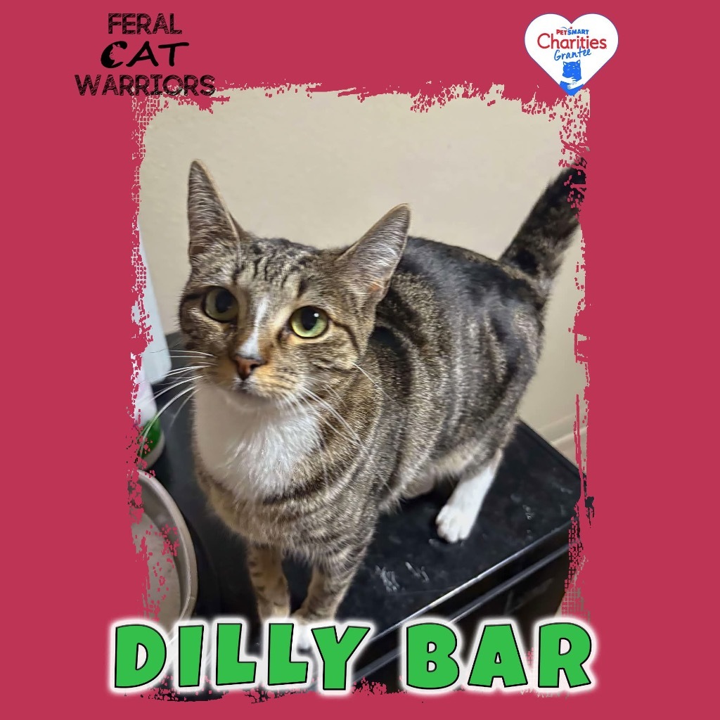 Dilly Bar, an adoptable Domestic Short Hair in Kingman, AZ, 86401 | Photo Image 1