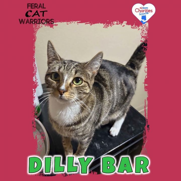 Dilly Bar 1