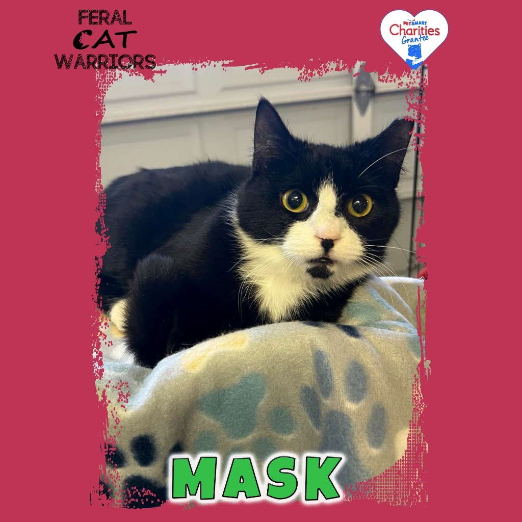 Mask / K24197, an adoptable Domestic Short Hair in Kingman, AZ, 86401 | Photo Image 1