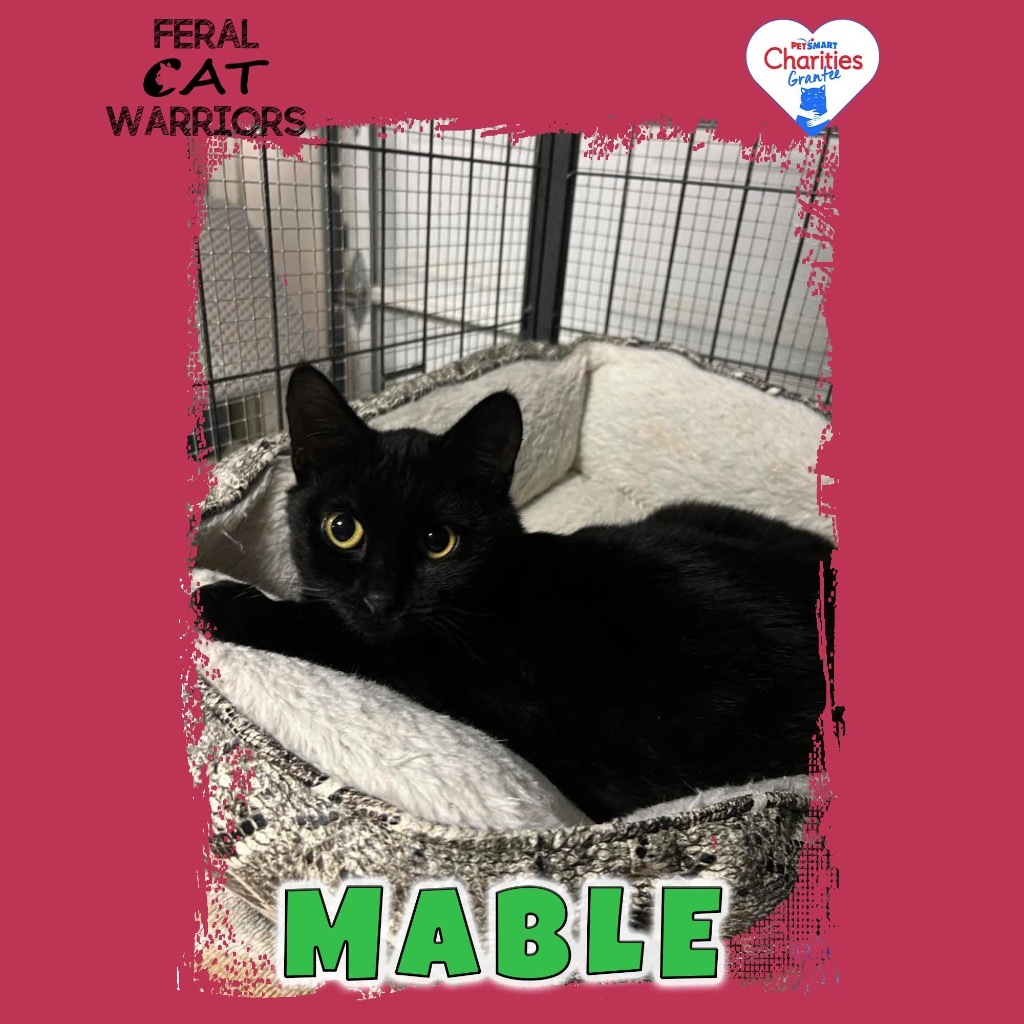Mable, an adoptable Domestic Short Hair in Kingman, AZ, 86401 | Photo Image 1
