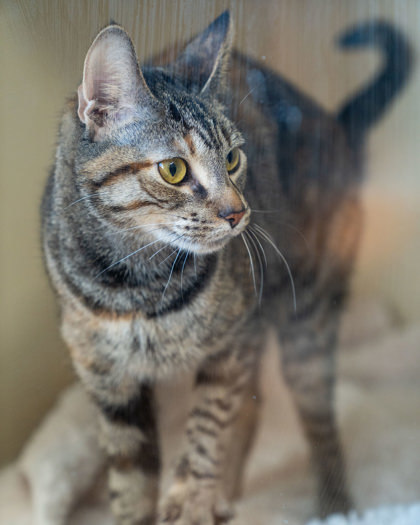 Pumpkin, an adoptable Domestic Short Hair in Pequot Lakes, MN, 56472 | Photo Image 1