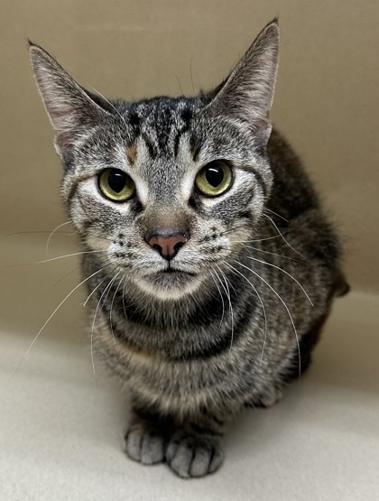 Pumpkin, an adoptable Domestic Short Hair in Pequot Lakes, MN, 56472 | Photo Image 2