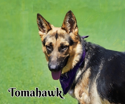 Tomahawk 1