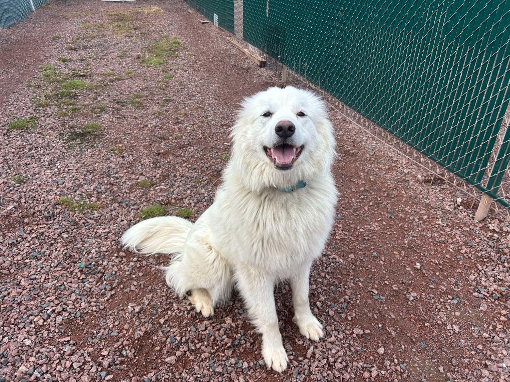 Suki
