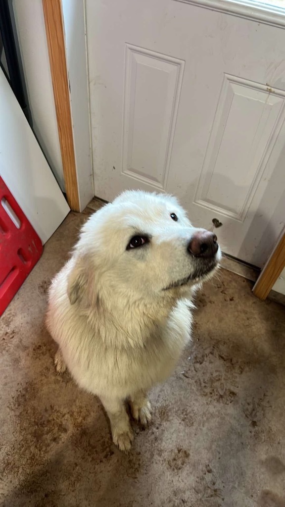 Suki
