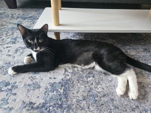 Racquette