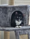 Racquette photo 4