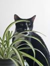 Racquette photo 5