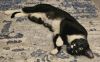 Racquette photo 6