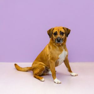 Primary Color Tan Weight 513lbs Age 10yrs 1mths 2wks Animal has been Neutered