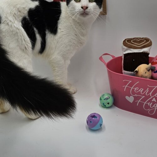 Flower McSnuggler, an adoptable Ragamuffin, Domestic Long Hair in Biloxi, MS, 39532 | Photo Image 2